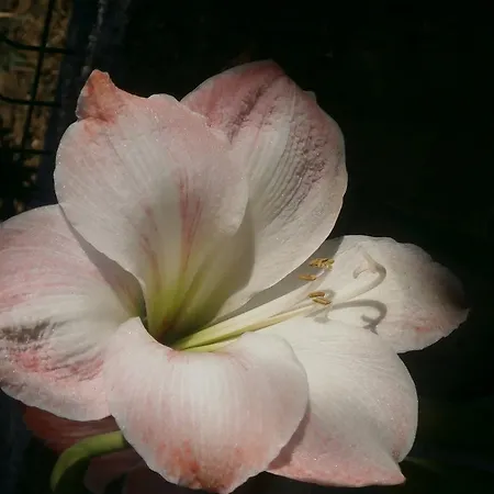 Maja Διαμέρισμα *